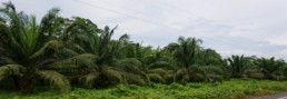 Palm plantations surround Secoya communities on the River Aguarico