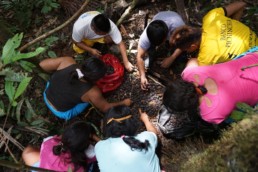 Collecting fruit of the Ungurahua palm