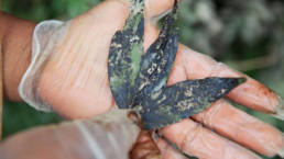 A leaf stained by crude that spilled into the Aguarico River in July, 2013